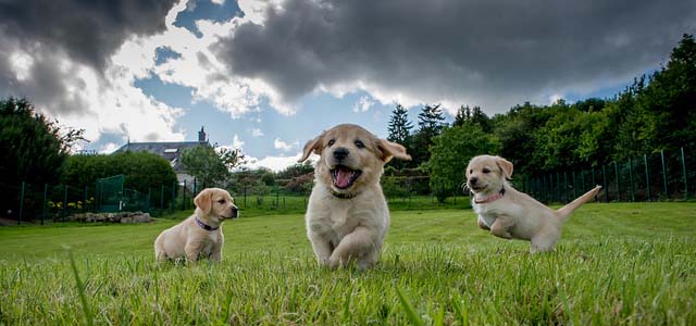 Cute puppies enjoying their freedom!